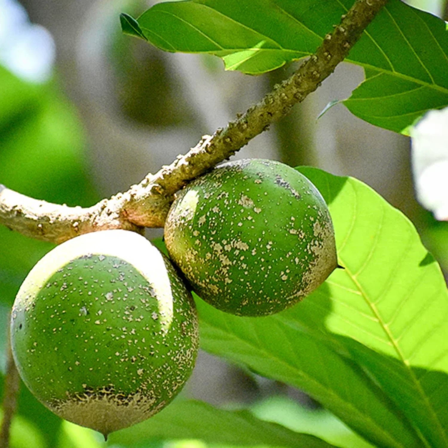 Green Sapote (Seedling) Fruit Plant