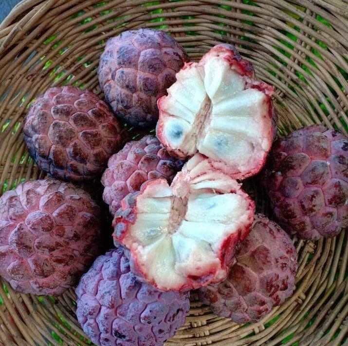 Custard Apple / Seethapazham (Red, Graft) Fruit Plant
