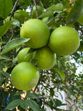 Babloos / Pomilo (Green, Layer) Fruit Live Plant