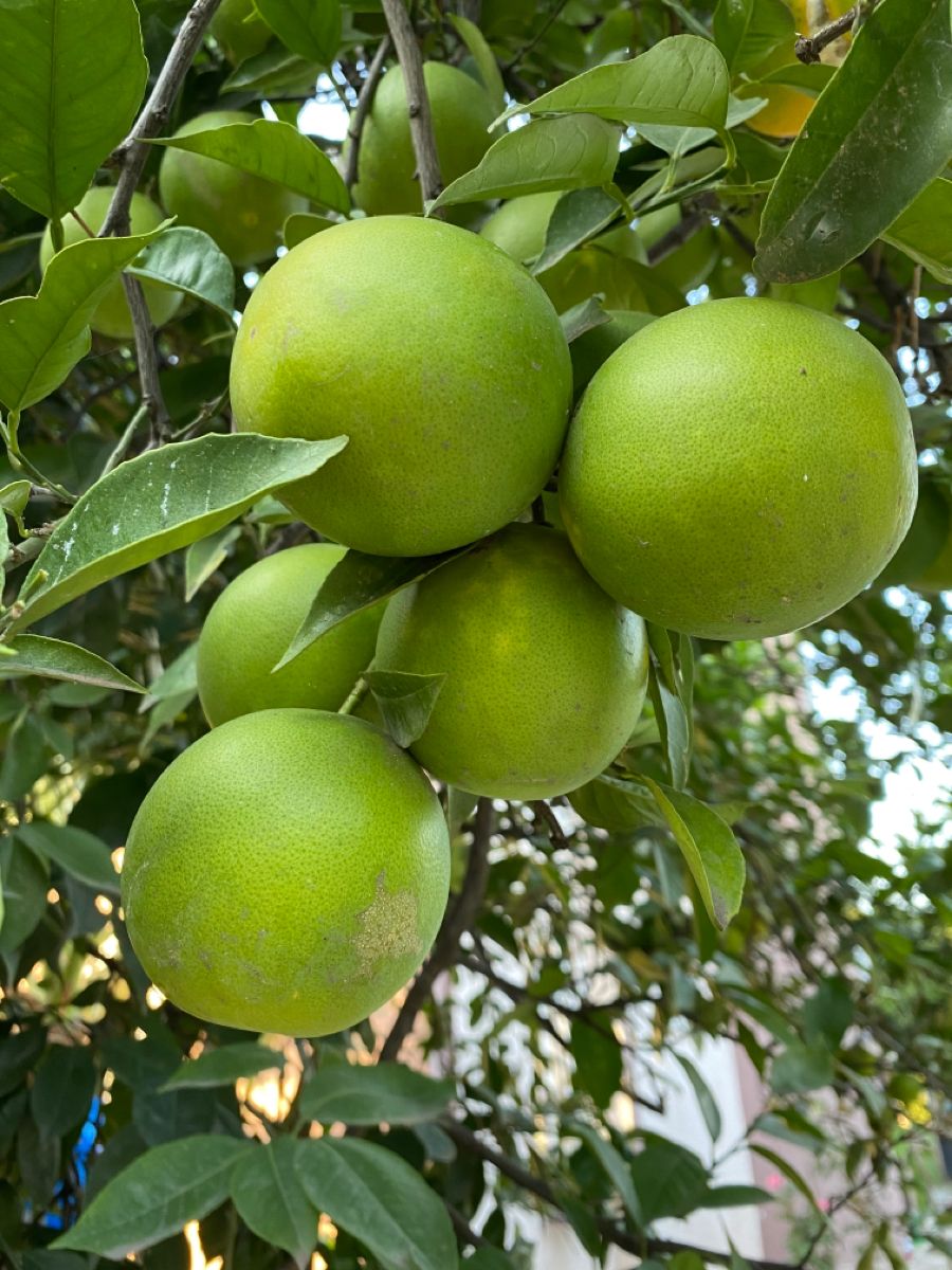 Babloos / Pomilo (Green, Layer) Fruit Live Plant
