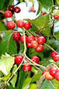 Luvikka / Lovlolika (Layering) Fruit Plant
