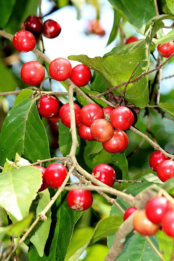 Luvikka / Lovlolika (Layering) Fruit Plant