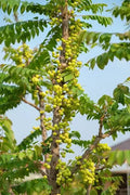 Star Gooseberry / Arinelli (Seedling) Fruit Plant