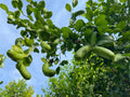 Finger Lime / Caviar Lime (Layer) Fruit Plant