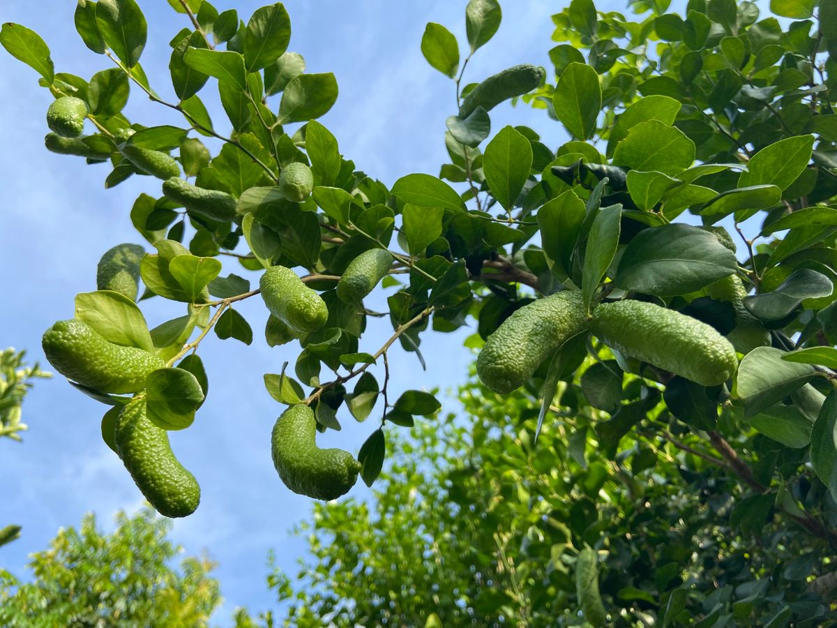 Finger Lime / Caviar Lime (Layer) Fruit Plant