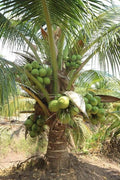Coconut Tree / Thengu (D x T, Green Dwarf) Hybrid Seedling