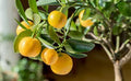 Orange (Bush, Layer) Fruit Plant
