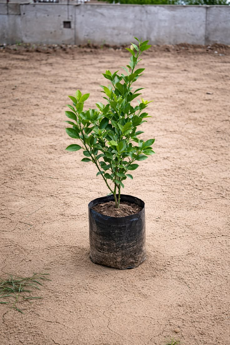 Cherunaranga / Lemon (Seedless, Layer) Fruit Plant