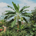 Banana (Kadali, Tissue Culture) Plant | Poojakadali