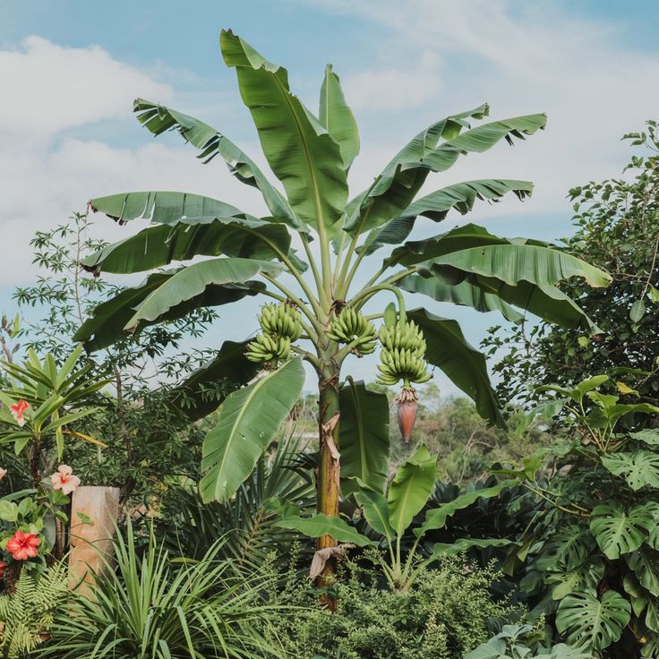Banana (Kadali, Tissue Culture) Plant | Poojakadali