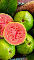 Guava / Perakka (Kiran, Layer) Fruit Plant