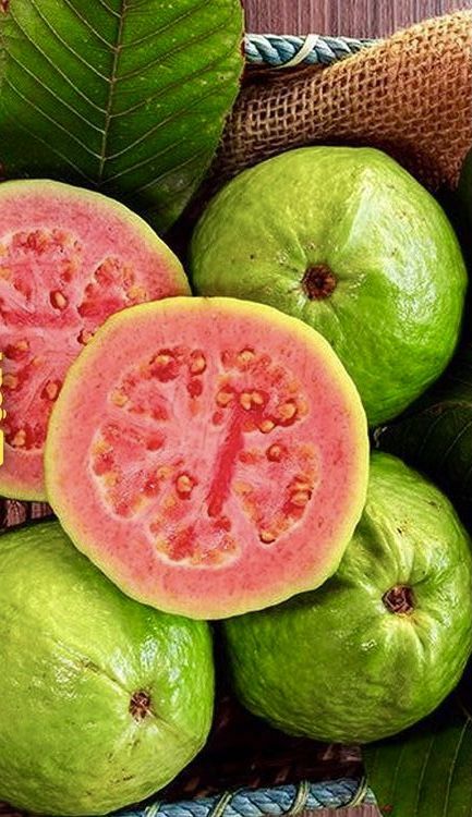 Guava / Perakka (Kiran, Layer) Fruit Plant