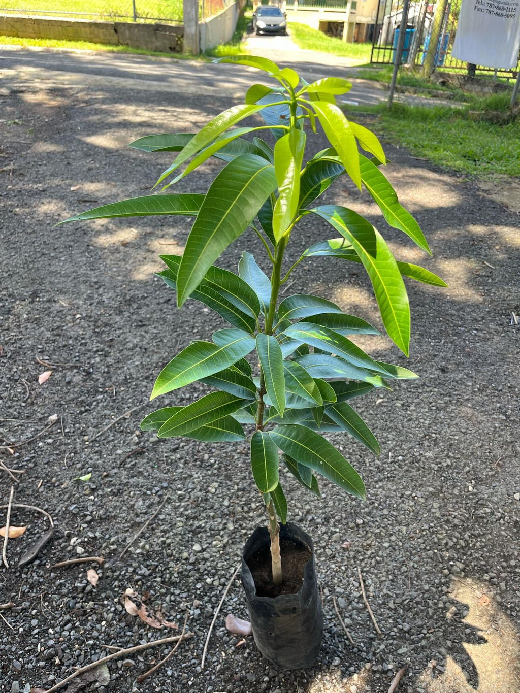 Mango (Banganapalle, Graft) Fruit Plant
