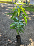 Mango (Banganapalle, Graft) Fruit Plant