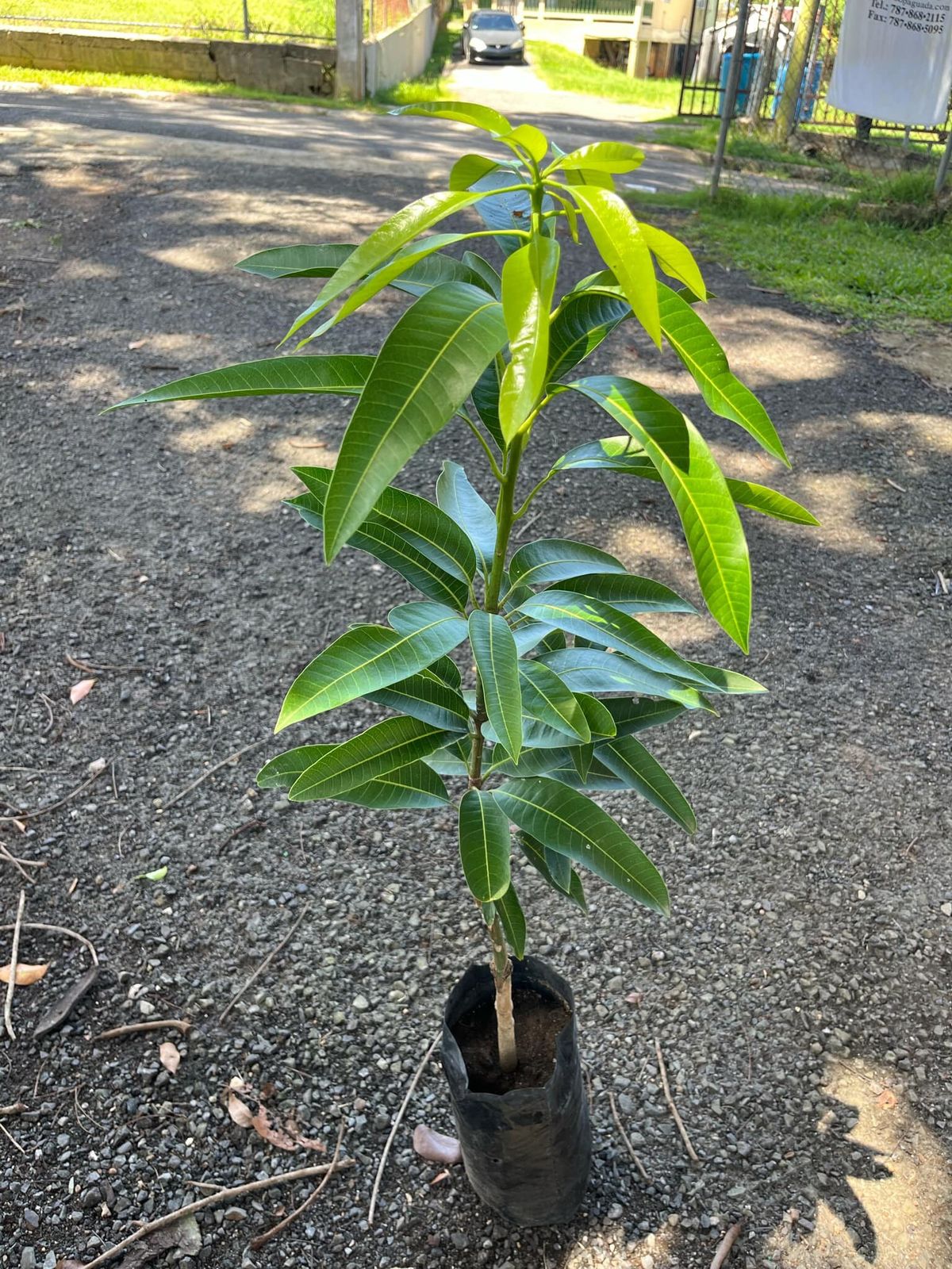 Mango (Banganapalle, Graft) Fruit Plant