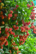 Rambutan (KG10, Bud) Fruit Plant