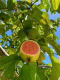 Guava / Perakka (Strawberry, Layer) Fruit Plant