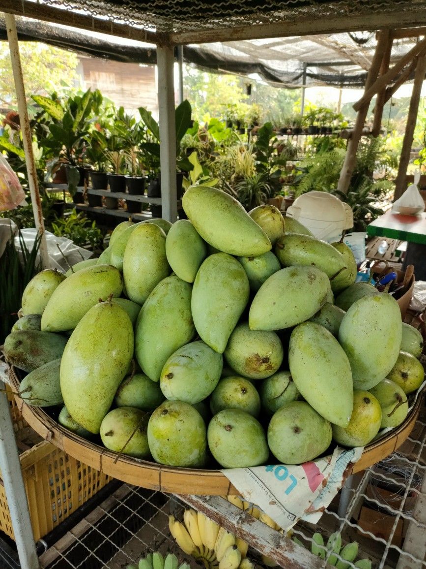 Thailand Mango (Sweet Prince, Graft) Fruit Plant