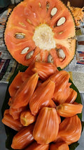 Jackfruit (Red Jack, Bud) Fruit Plant | Deang Surya