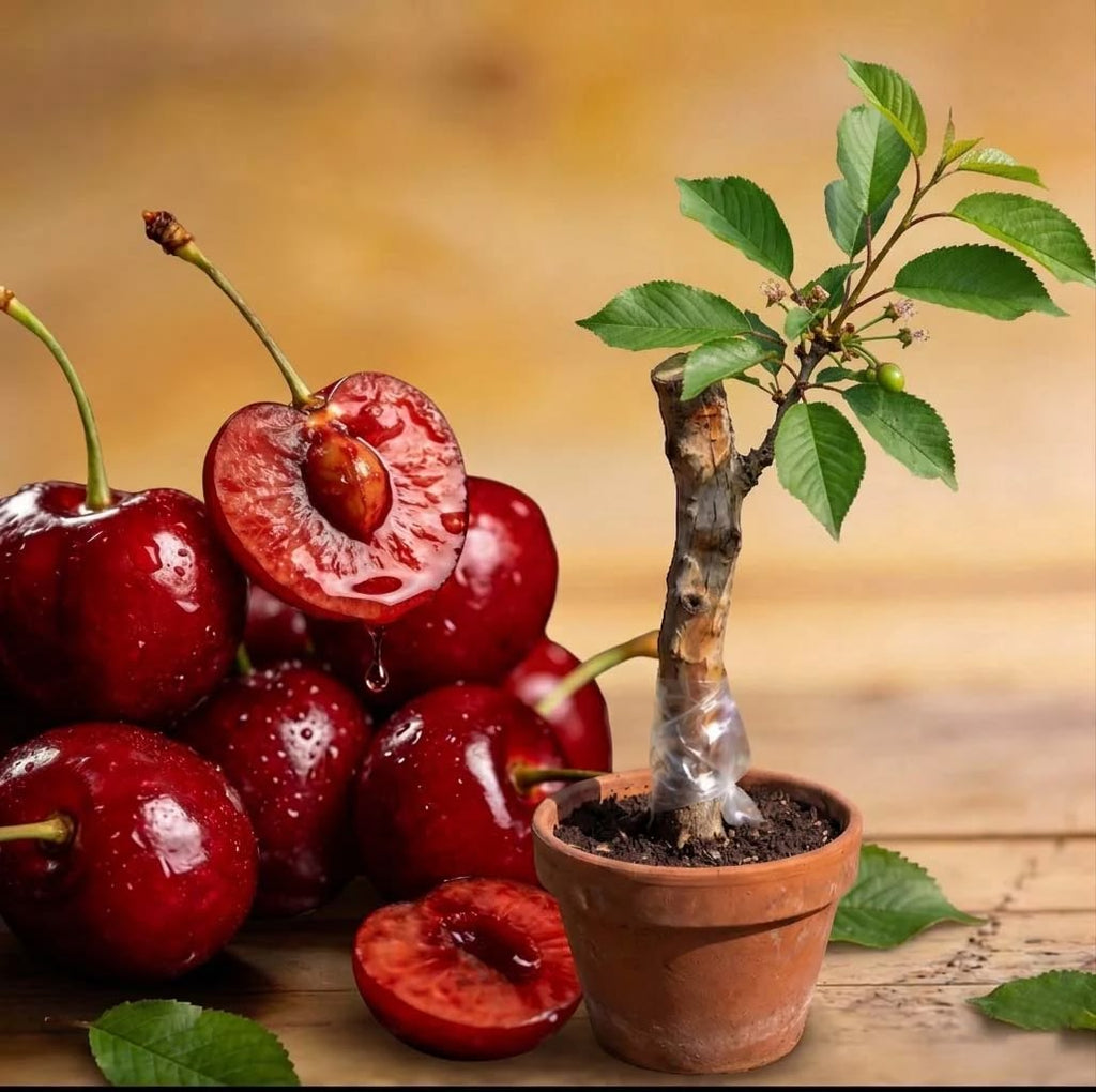 Cherry (Karonda/Bakery, Graft) Fruit Plant