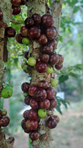 Jabuticaba (Precoce, Layering) Fruit Plant