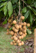 Longan (Diamond River, Layer) Fruit Plant