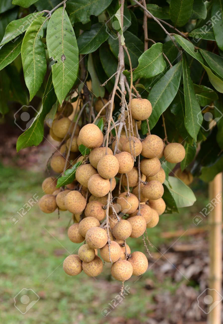 Longan (Diamond River, Layer) Fruit Plant