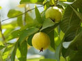 Guava / Perakka (Grape, Layer) Fruit Plant