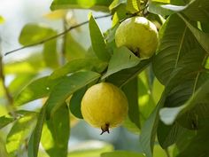 Guava / Perakka (Grape, Layer) Fruit Plant