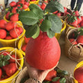 Red Pomelo (Layering) Fruit Plant