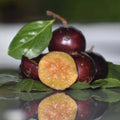 Manila Tennis Ball Cherry (Layering) Fruit Plant