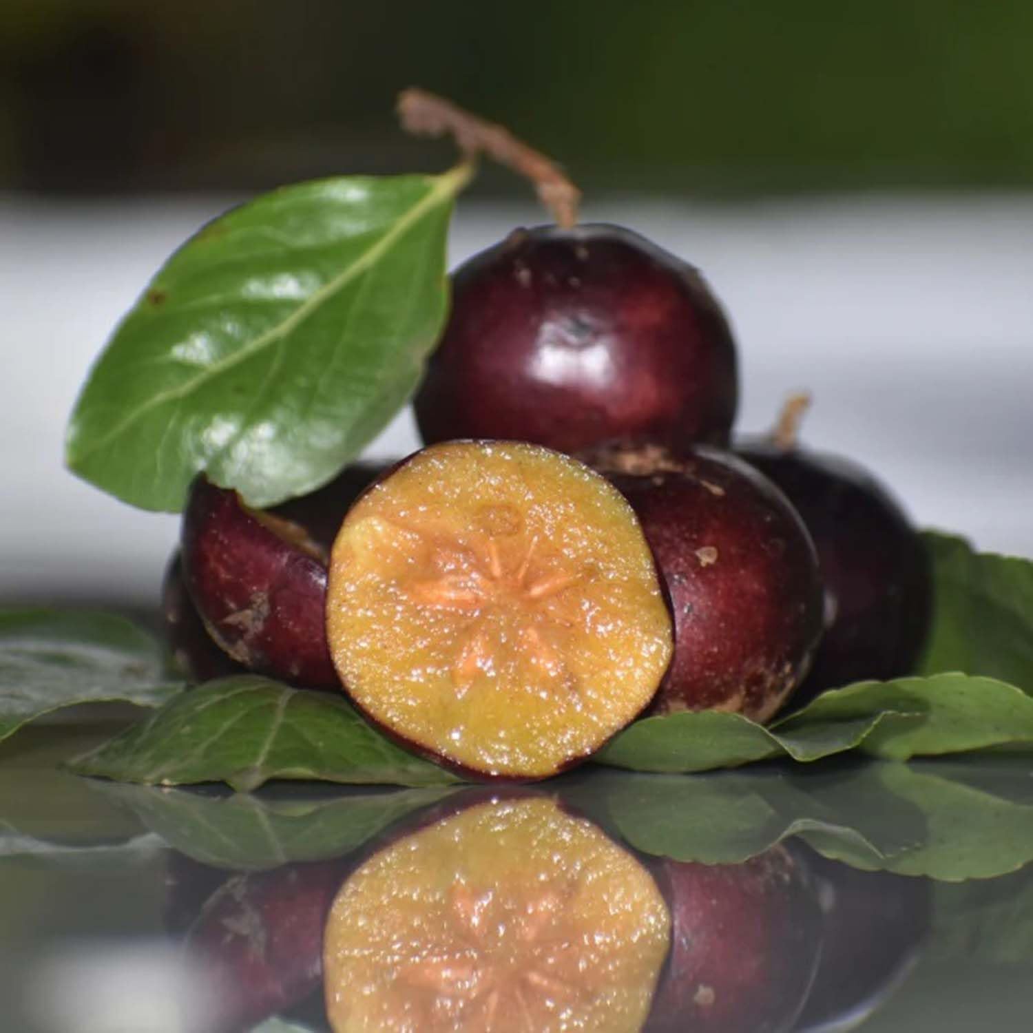 Manila Tennis Ball Cherry (Layering) Fruit Plant