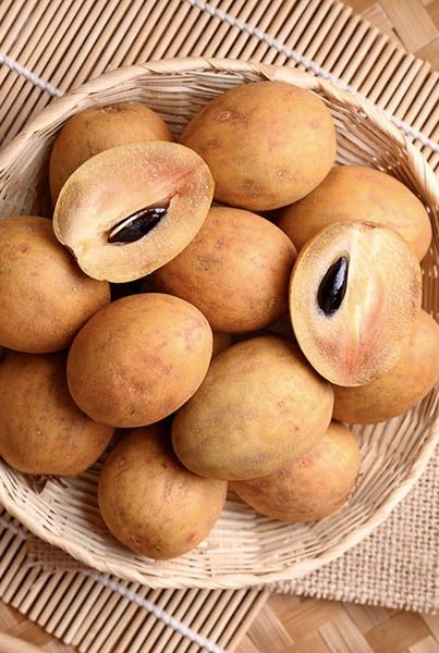 Chikoo / Sapota (Variegated, Graft) Fruit Plant