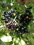 Kak Jam (Seedling) Fruit Plant