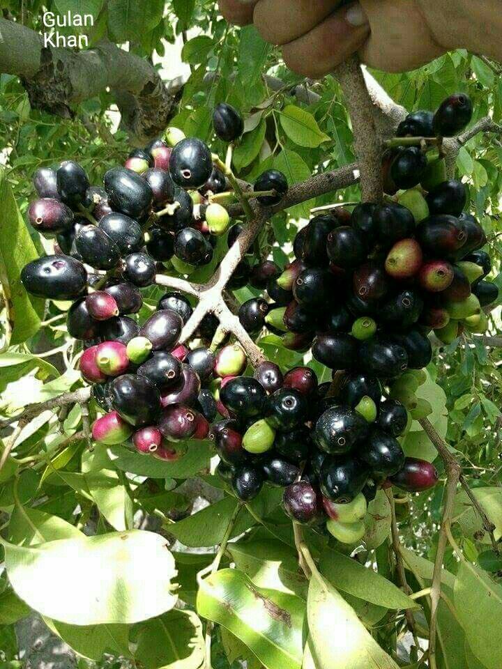 Kak Jam (Seedling) Fruit Plant