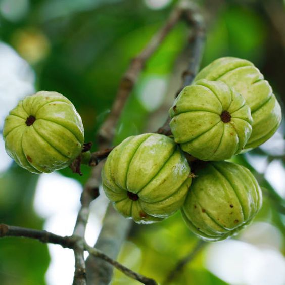 Garcinia Cowa (Seedling) Fruit Plant