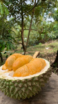 Durian (Nonthapuri, Bud) Fruit Plant