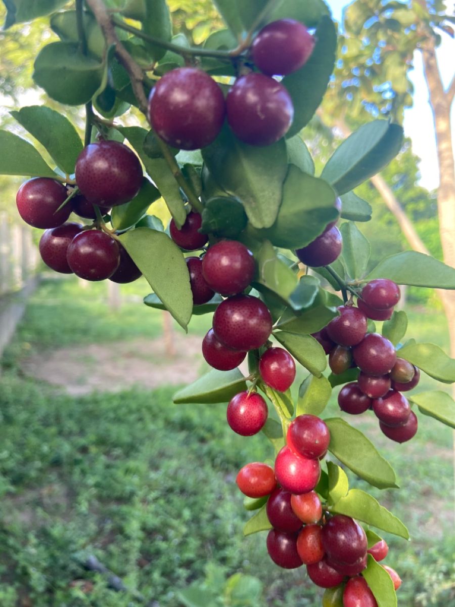 Manila Tennis Ball Cherry (Layering) Fruit Plant