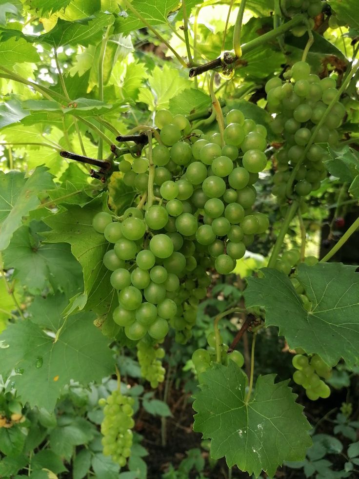 Grape / Munthiri (Green, Layer) Fruit Plant