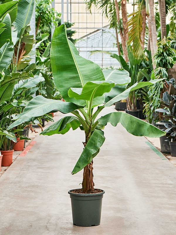 Banana (G9, Tissue Culture) Plant | Grand Naine