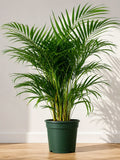 Areca Palm (Dypsis lutescens)