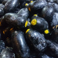 Dabai (Canarium Odontophyllum, Seedling) Fruit Plant