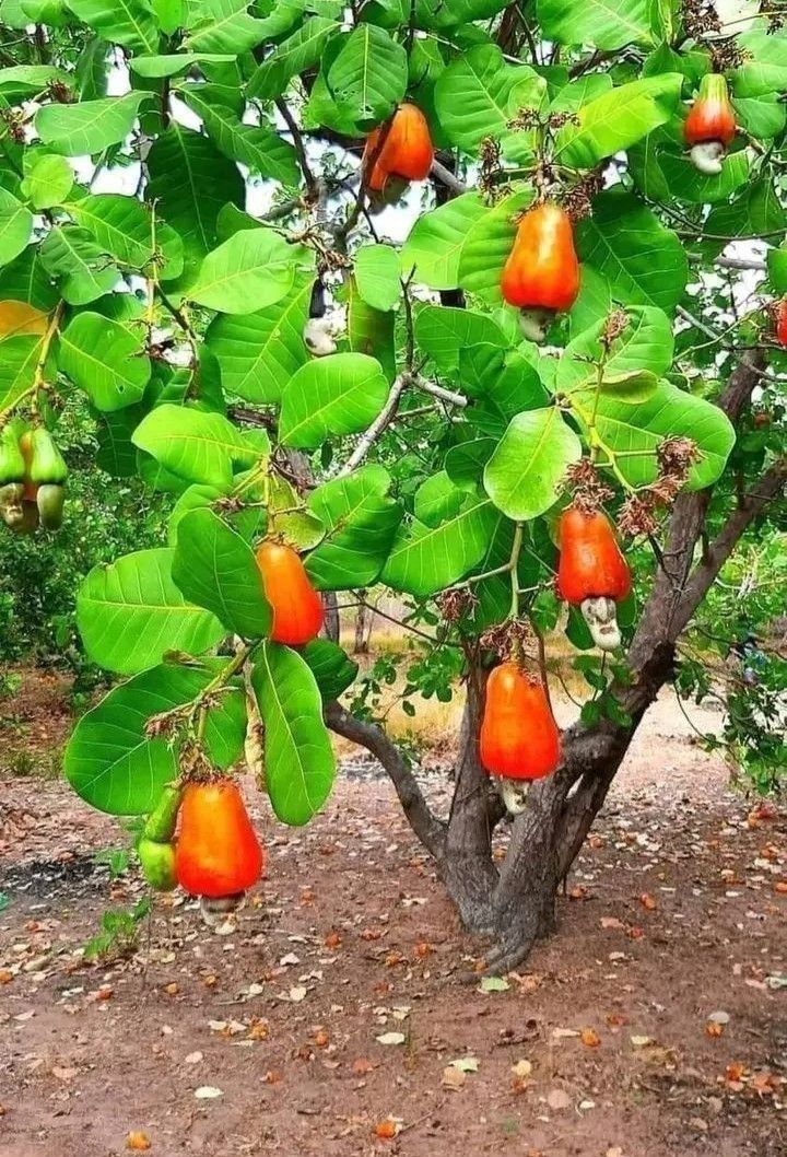Cashew Apple (Desi, Graft) Fruit Plant