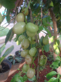 Jamun / Njaval (White, Graft) Fruit Plant