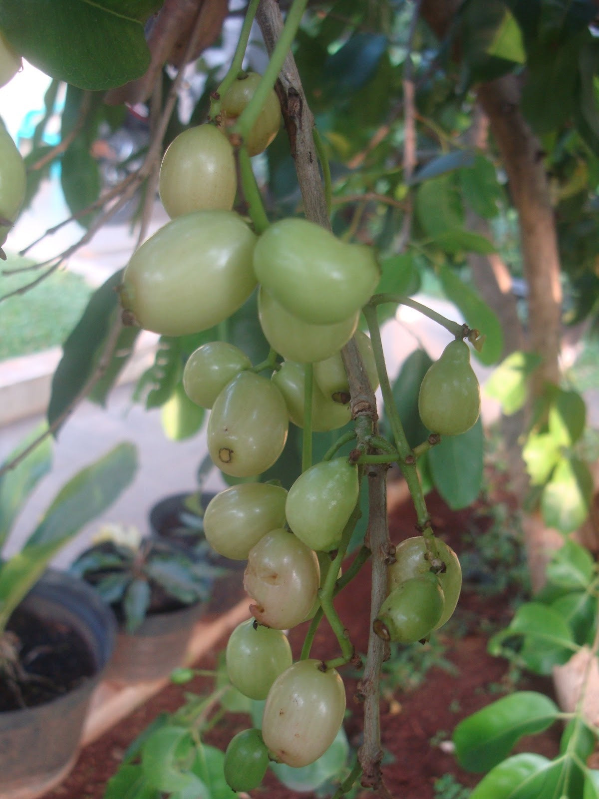 Jamun / Njaval (White, Graft) Fruit Plant