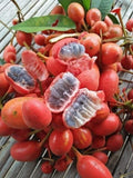 Dunal (Uvaria Rufa, Seedling) Fruit Plant