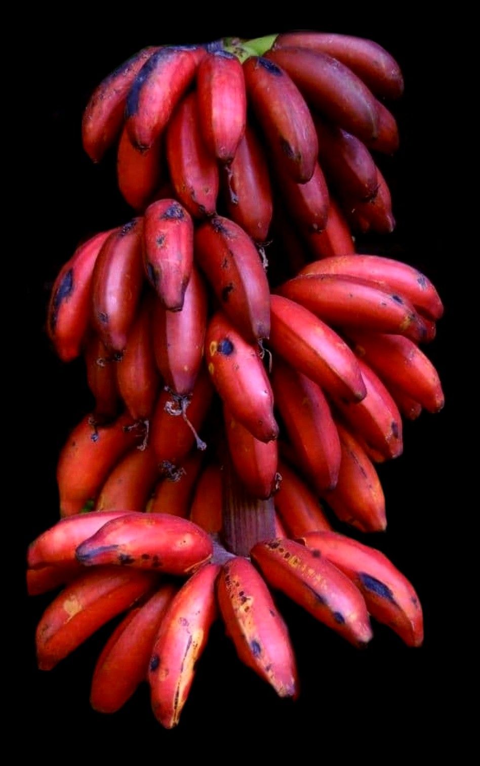 Banana (Red Banana, Tissue Culture) Plant | Chenkadali