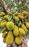 Jackfruit (Cambodian, Bud) Fruit Plant | All Season Jack
