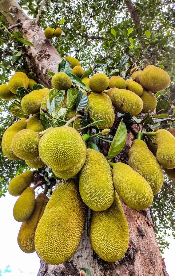 Jackfruit (Cambodian, Bud) Fruit Plant | All Season Jack