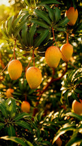 Mango (VellaMoovandan, Budded) Fruit Plant